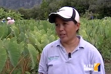 Jari Sugano interviewed about taro at Waimanalo
